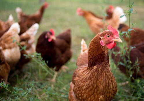 Das Ackersyndikat – Landwirtschaft solidarisch machen!