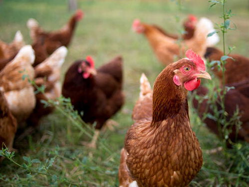 Das Ackersyndikat – Landwirtschaft solidarisch machen!