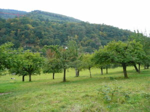 Obstbäume auf einer Wiese, vor bewaldeten Hügeln.