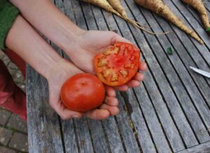 Ein Foto zeigt zwei Hände, mit einer aufgeschnittenen und einer ganzen leckeren Tomate