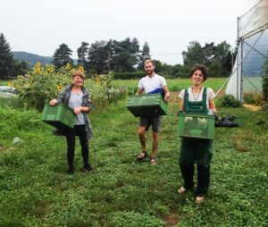 Auf diesem Foto sind drei Menschen die Gemüsekisten tragen: Sie arbeiten auf "dein Hof"